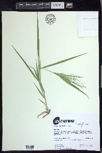 Panicum tuckermanii image