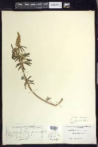 Lupinus argenteus var. myrianthus image