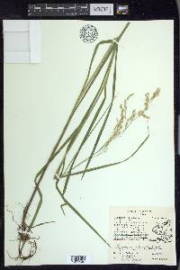 Glyceria canadensis image