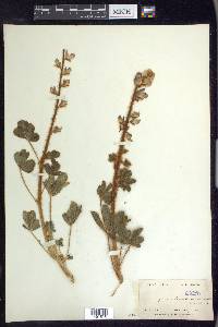 Lupinus hirsutissimus image