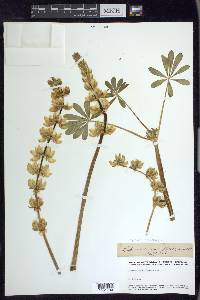 Lupinus subvexus image