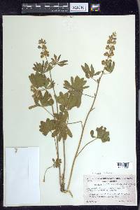 Lupinus arbustus image