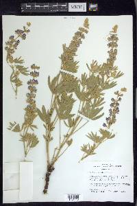 Lupinus caudatus image