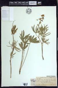 Lupinus alpicola image