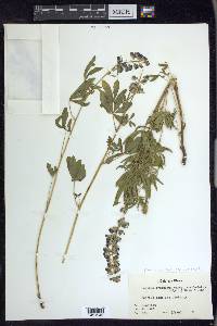 Lupinus argenteus subsp. rubricaulis image