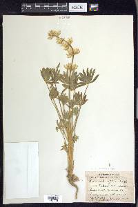 Lupinus subvexus image