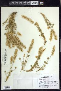 Lupinus lepidus image