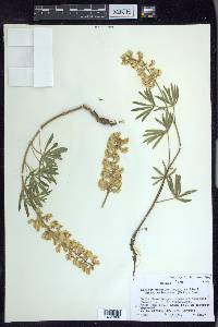 Lupinus arbustus image