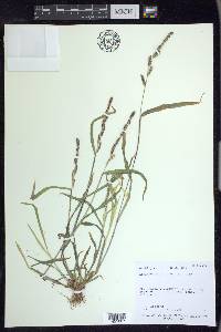 Echinochloa colona image