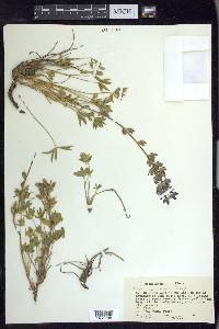 Lupinus minimus image