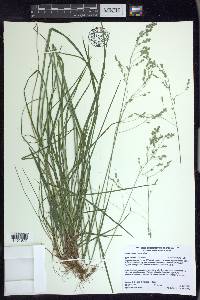 Poa saltuensis image