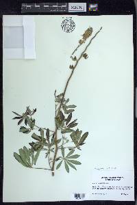 Lupinus arbustus image