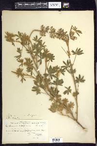 Lupinus formosus image