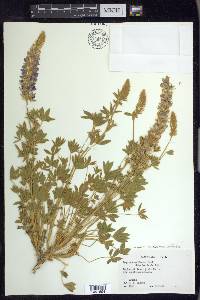 Lupinus lepidus image