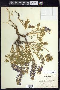 Lupinus minimus image