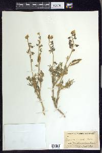 Lupinus havardii image