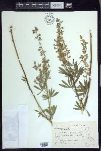 Lupinus arbustus image