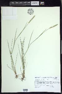 Alopecurus aequalis image