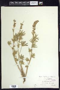 Lupinus argenteus var. meionanthus image