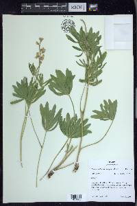 Lupinus arbustus image