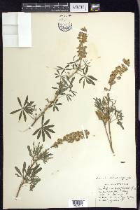 Lupinus caudatus image