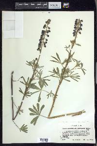 Lupinus argenteus subsp. rubricaulis image