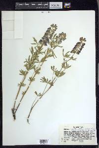 Lupinus argenteus subsp. rubricaulis image