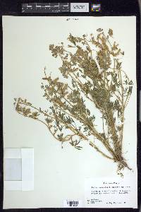 Lupinus nanus image