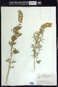 Lupinus caudatus image