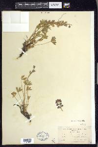 Lupinus minimus image