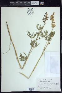 Lupinus arbustus image