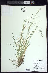 Poa alsodes image