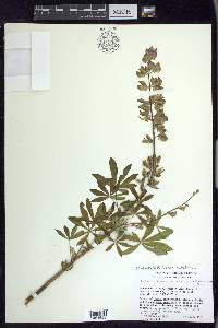 Lupinus latifolius image