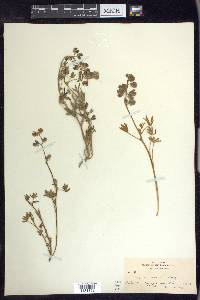 Lupinus nanus image