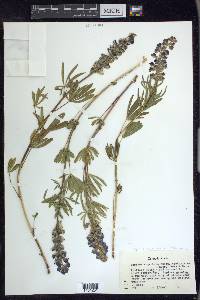 Lupinus argenteus subsp. rubricaulis image