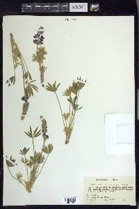 Lupinus minimus image