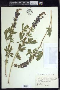 Lupinus argenteus subsp. rubricaulis image