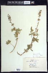 Lupinus arbustus image