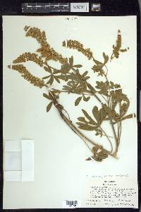 Lupinus leucophyllus image