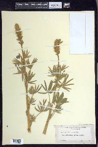 Lupinus albifrons var. douglasii image