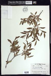 Salix arbusculoides image