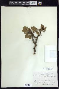 Salix arctica image