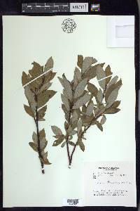 Salix barclayi image