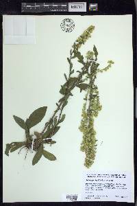 Solidago hispida image