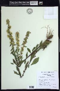 Solidago hispida image