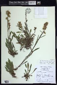 Solidago ontarioensis image