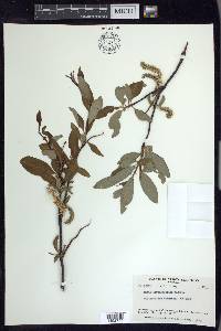 Salix arbusculoides image