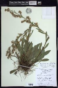 Solidago ontarioensis image