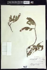 Salix arctica image