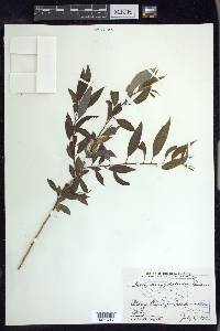 Salix amygdaloides image